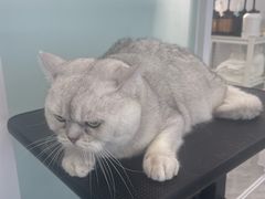 -爱洗澡的猫(望京店)