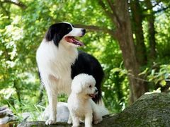 -趣玩宠物乐园寄养训犬训狗游泳池