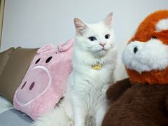 -天使宠物医院·犬猫分诊(彩虹店)