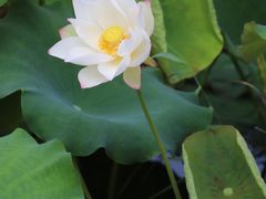 -野鸭湖国家湿地公园