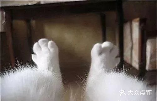 为什么猫咪总是把爪子放在上面？