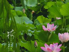-莲花池公园