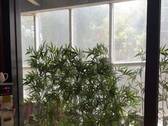 -金成潮菜博物馆(海珠湿地店)