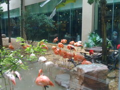 景观位-白虎自助餐厅·真老虎·景观自助餐厅(广州长隆酒店)