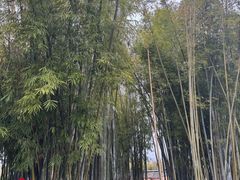 -苏家围·东江画廊旅游景区