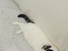 -喵园·猫主题咖啡厅·撸猫·猫咖(国贸店)