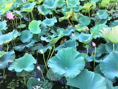 -陈家山荷花公园
