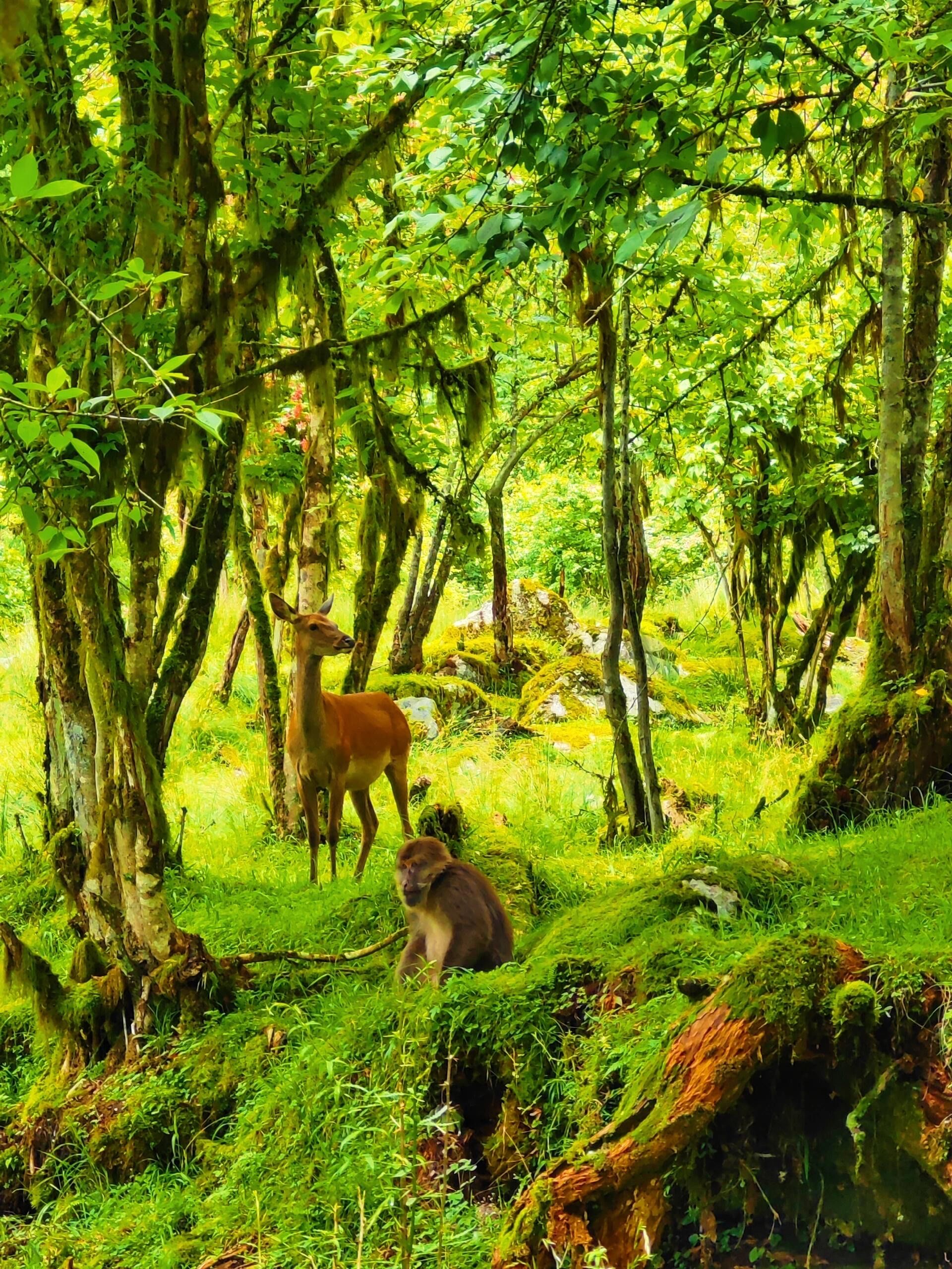 在森林中邂逅温柔小鹿🦌的那一刻,我立刻就懂了宫崎骏动画片里山神