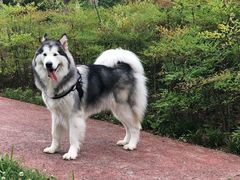 -芭比堂动物医院·犬猫全科·异宠专科(雁塔分院)