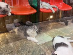 -猫咪博物馆(顶澳仔猫街店)