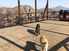 -大岭沟猕猴桃谷风景区