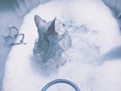 -PETKIT小佩宠物·低压洗护(国顺东路店)