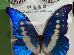 -蝴蝶泉公园