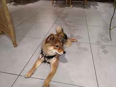 -柴务处·柴犬主题狗咖