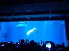 -芜湖新华联大白鲸海洋公园