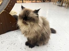 -喵园·猫主题咖啡厅·撸猫·猫咖(国贸店)