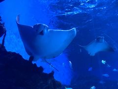 -海合安成都极地海洋公园