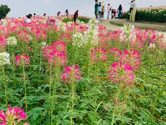 -径山花海