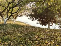 -桃花岛公园