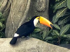 -新加坡飞禽公园