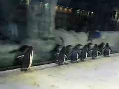 -芜湖新华联大白鲸海洋公园