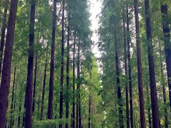 -黄海国家森林公园