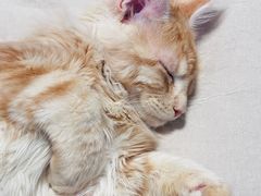 -十年猫舍·猫咪专门店(普陀店)