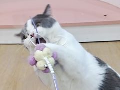 -1013 PET SHOP 宠物商店(近铁城市广场店)