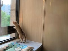 -momokira米努特·德文卷毛猫·棉花面纱犬