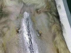 -美联众合宠物医院·爱萌分院·内外科·猫科中心