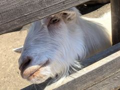 -圣露庄园·露营·烤肉·亲子