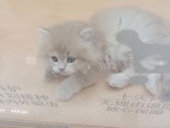 -帕帕拉兹宠物(亚洲旗舰店)