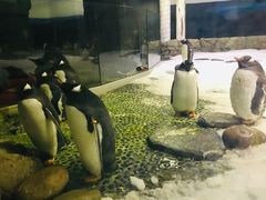 -悉尼海洋生物水族馆