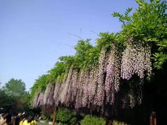 -嘉定紫藤园