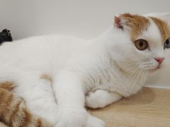 -有喵·猫咖·狗咖·30几只猫10只小狗(岗厦店)