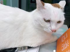 -纳吉亚猫专科动物医院·北北分院