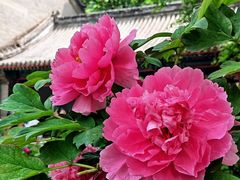 -潭柘寺景区