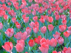 -长春公园(普阳街道)