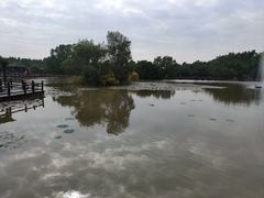 -大湾区中央湿地公园