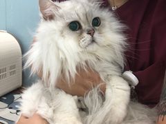 -纳吉亚猫专科动物诊疗中心(蒋宅口分院)