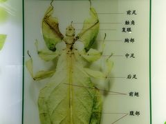 -上海昆虫博物馆