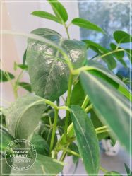 -变画·发型STUDIO