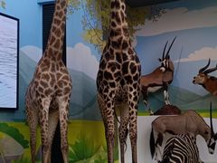 -陕西自然博物馆