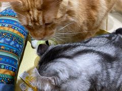 -藏猫猫咖啡主题馆(中央大道店)