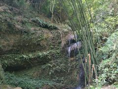 -川西竹海景区