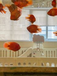 -杭州贝瑞斯美华妇儿医院·早孕·产检·儿科