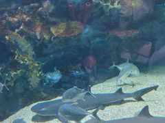 -海合安成都极地海洋公园