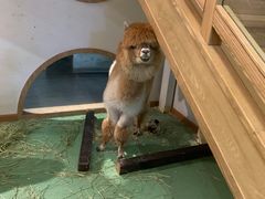 -藦茜花园宠物主题亲子互动体验馆(国顺东路店)