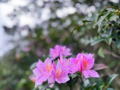 -梧桐山风景名胜区