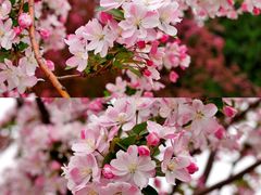 -海棠花溪(元大都城垣遗址公园)